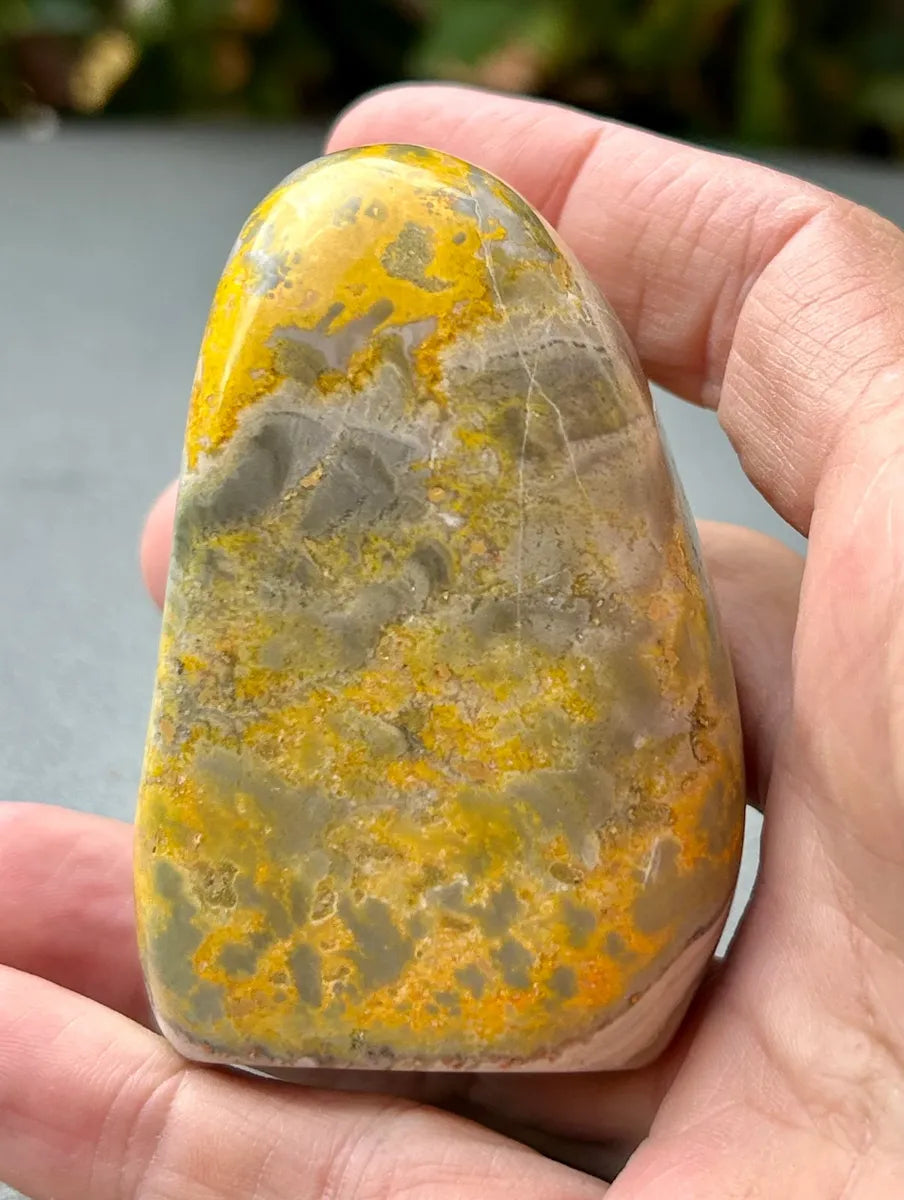 Bumblebee Jasper Freeform