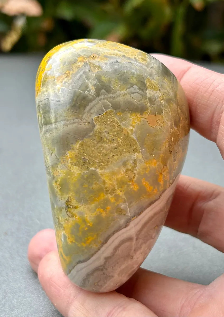 Bumblebee Jasper Freeform