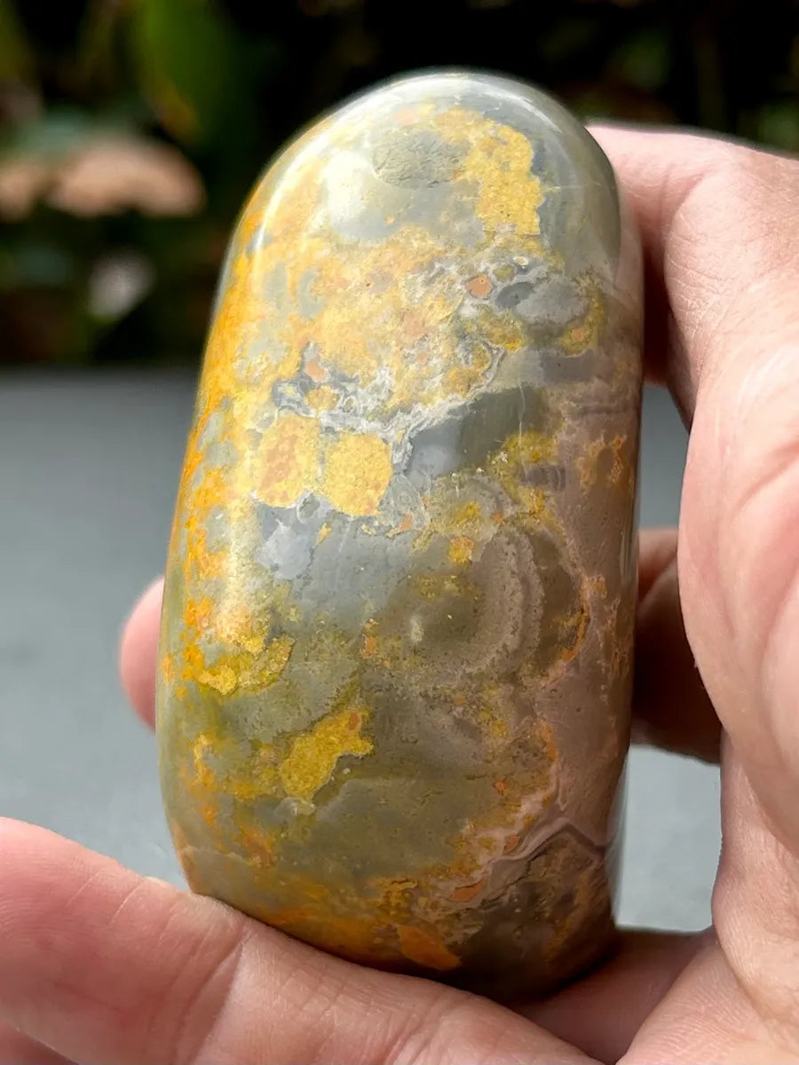 Bumblebee Jasper Freeform